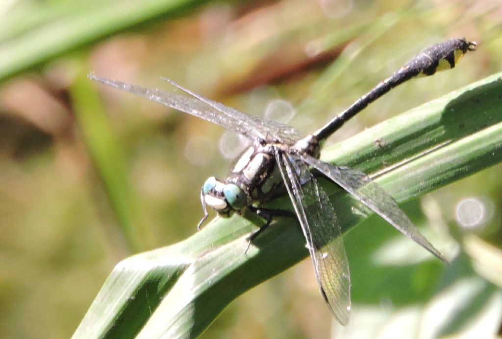 ID  prego: Gomphus schneiderii